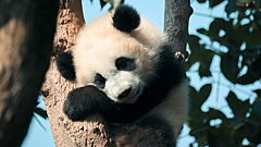 Панда с возвратом: как Китай управляет самыми милыми животными планеты