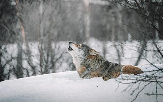 В Рязанской области в 2023 году охотники убили 6 волков