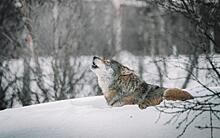 В Рязанской области в 2023 году охотники убили 6 волков