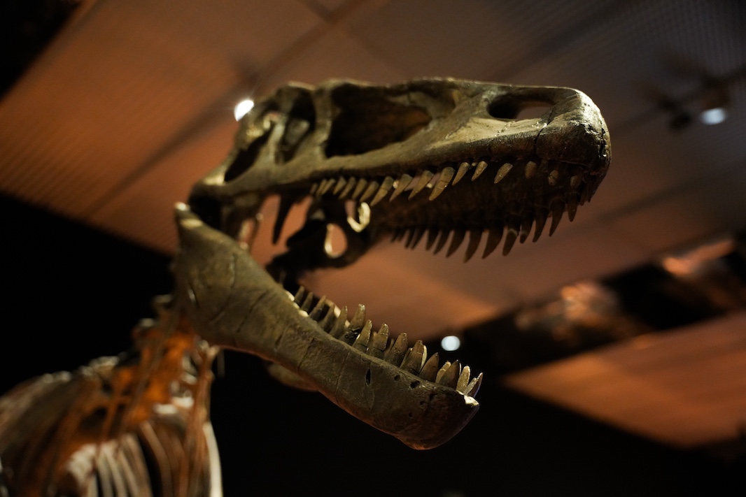 Динозавры смогли покорить планету благодаря арктическому холоду, заявили ученые