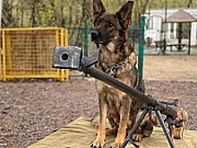 Питомцы из приюта «Зеленоград» посетили мероприятие «Собаки – Герои ВОВ»