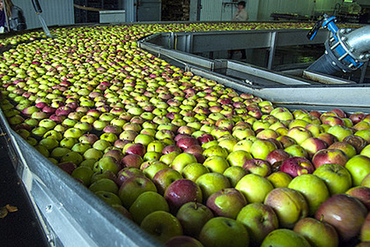 Польские фермеры начнут выращивать яблоки в России