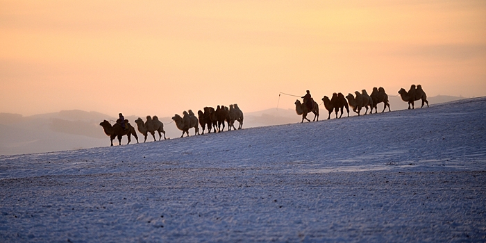Конное шоу и выступления караванов верблюдов в степи Внутренней Монголии зимой