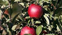 Яблоки и помидоры из Азербайджана будут поставляться железнодорожными вагонами до 1 апреля