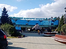 В зоопарке Новосибирска орангутанам Бату и Мишель подарили постельное белье