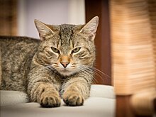8 пород кошек, которые считаются самыми умными