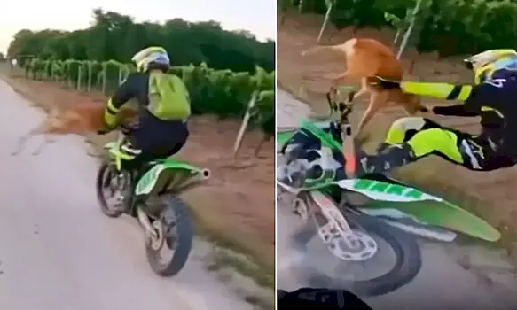Детёныш косули прервал мотозаезд и «приземлил» одного из спортсменов