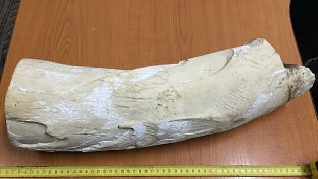 За границу хотели отправить ценный груз под видом обычных костей