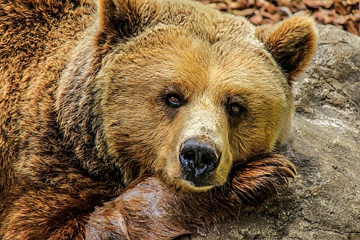 Медведи бесконтрольно размножаются в Хабаровском крае