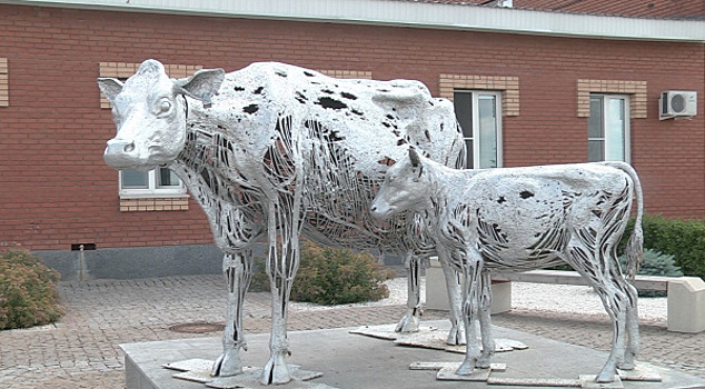 В Самарской области "прописались" одни из самых красивых коров в мире