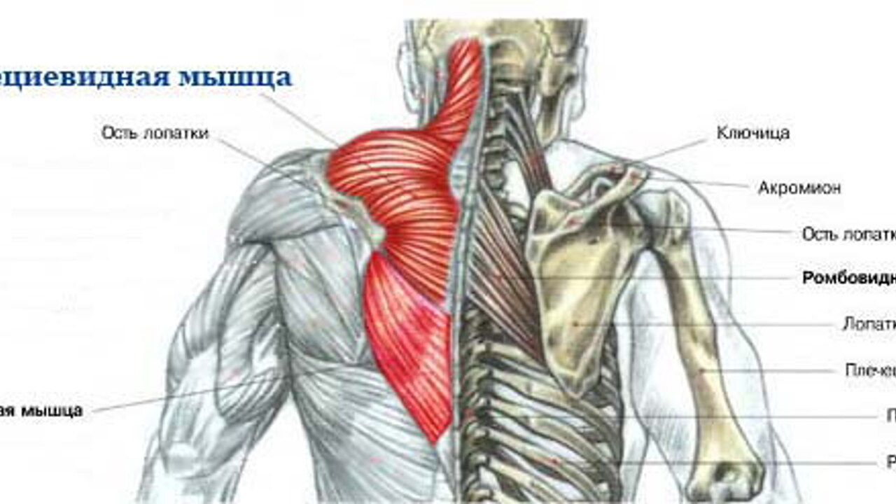 Базовые упражнения Тома Харди для прокачки трапеции и дельт -  Рамблер/женский