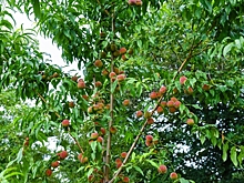Эксперт рассказала о плюсах гибрида персика, сливы и абрикоса