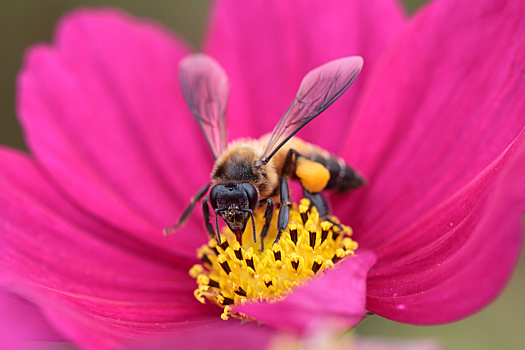 В пчелином яде найдено средство от рака груди