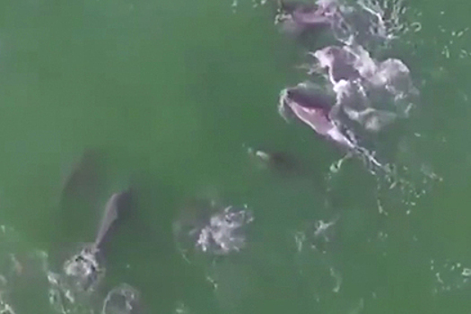 Дрон снял стаю дельфинов у берегов ЮАР