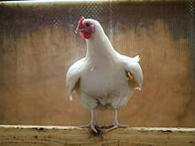 Курица поселилась в подъезде московского дома