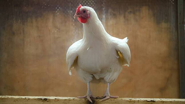 Курица поселилась в подъезде московского дома