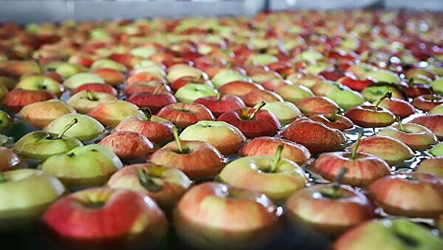 Комплекс для хранения и переработки овощей и фруктов построят в Ленобласти