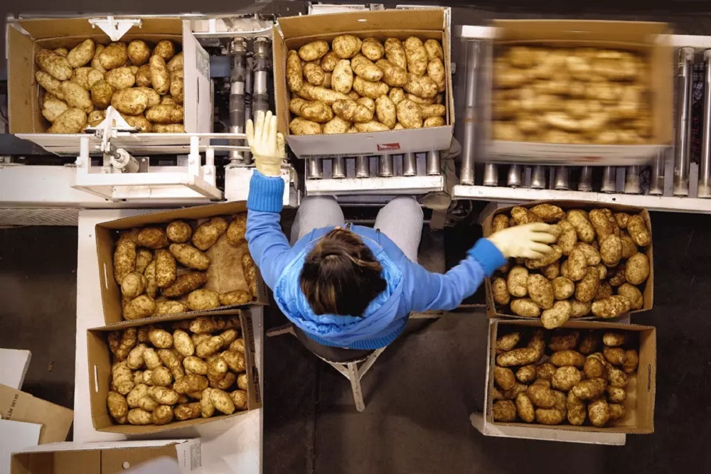 Дефицит хранилищ для картофеля и овощей превышает 2,5 млн тонн