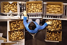 Дефицит хранилищ для картофеля и овощей превышает 2,5 млн тонн