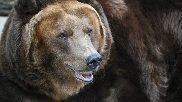 В Красноярском крае на трассе был замечен медведь