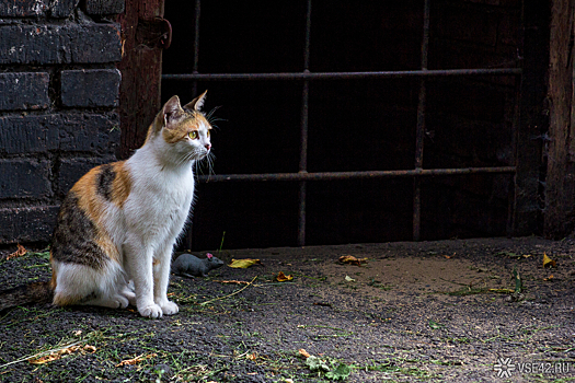 Ветеринар Фролов объяснил опасность кормления бездомных кошек у подъезда