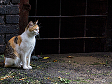 Ветеринар Фролов объяснил опасность кормления бездомных кошек у подъезда