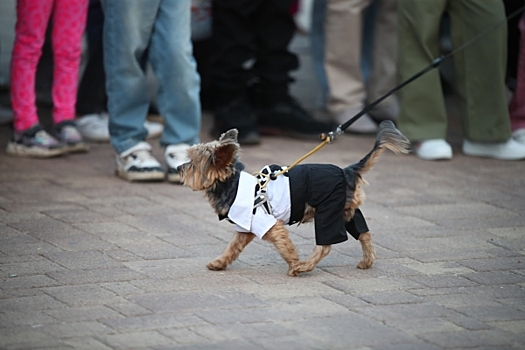 Волгоградцам дали советы, как правильно гулять с собакой в холода