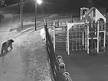 Медведь прогулялся по детской площадке в Сочи и попал на видео