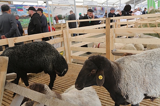 В Дагестане показали дорперов, гиссаров и цвартблесов
