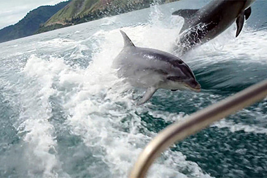 В Новой Зеландии стаю из 20 дельфинов сняли на видео