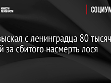 Суд взыскал с ленинградца 80 тысяч рублей за сбитого насмерть лося