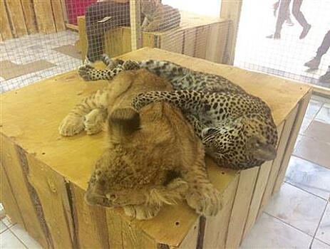 В "Космопорте" открылся новый контактный зоопарк со львом, медведем и леопардом