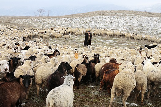 Ингушетия закупит овец в Дагестане и нетелей в Липецкой области