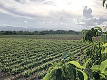 Во Франции бутылку винтажного вина 1774 года продали за 103 тысячи евро