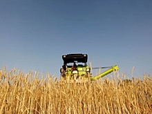 Фуражная пшеница компенсирует сокращение поставок кукурузы в Азию