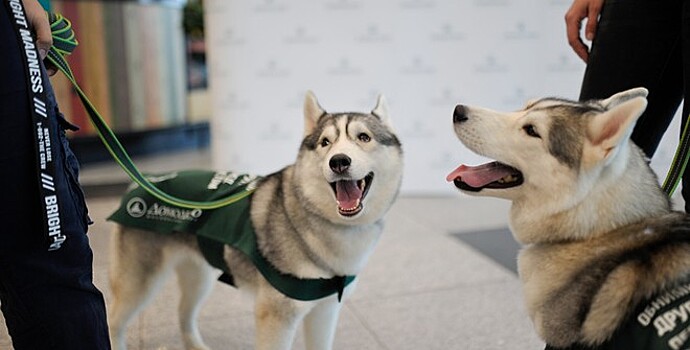 Ветеринары рассказали россиянам о правильном уходе за собаками
