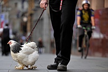 ФАС проверит, почему растут цены на курицу
