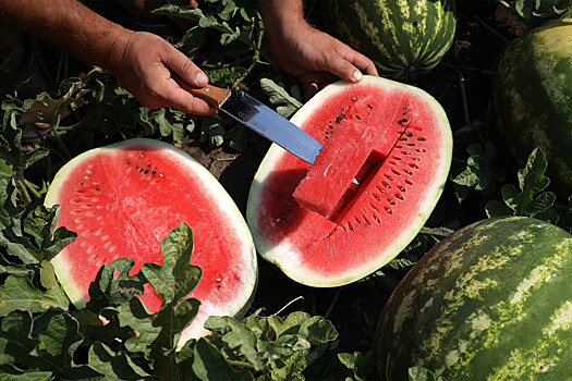 Врач Тен: ранние арбузы выращиваются с применением азотных удобрений