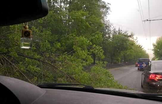 В Кирове ветер повалил деревья на дорогу