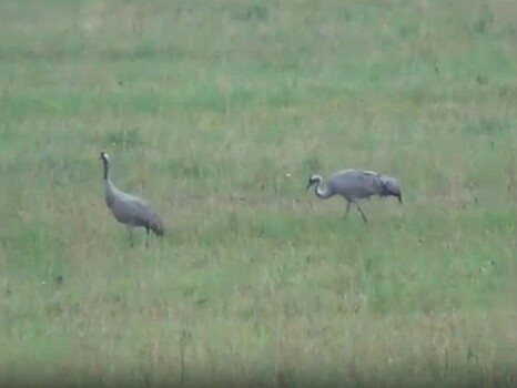 В поле под Тверью поселилась пара краснокнижных журавлей
