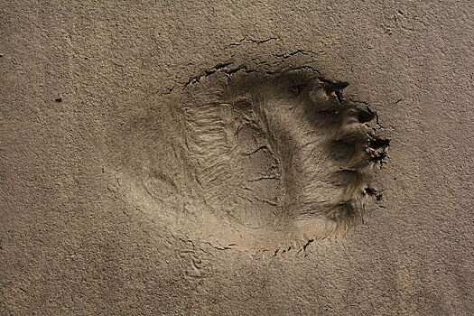 Ласковый мишка: «русских хакеров» из Fancy Bear обвинили в попытке взломать американский Сенат