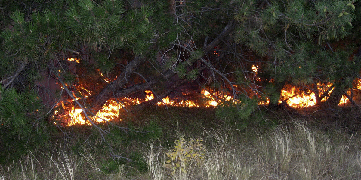 В Якутии зафиксировали более 100 лесных пожаров