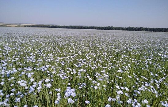 35 районов Башкортостана ведут уборку ранних масличных