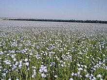 35 районов Башкортостана ведут уборку ранних масличных