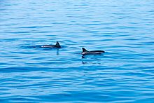 Россияне обнаружили в реке двух плавающих дельфинов
