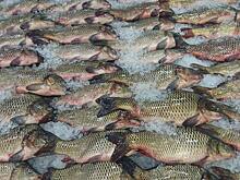 «Бульварский» карась из Томской области вкуснее стерляди