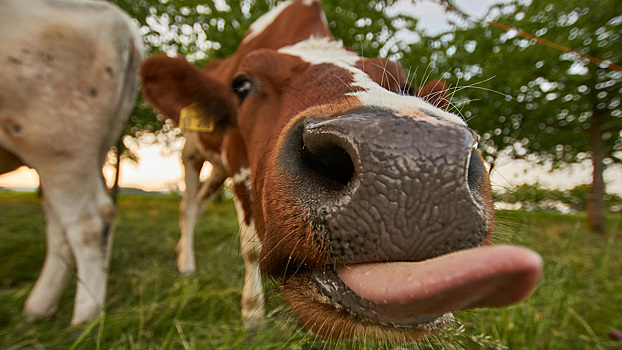 Климатическая бомба на пастбище: правда о метановом следе вашего стейка