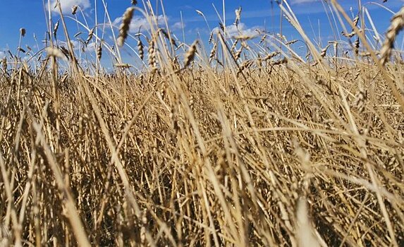 Производителям зерна рекомендуют подготовиться к совмещению ФГИС Зерно с ЕФИС ЗСН
