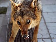 Бешеная лисица собрала чиновников Красноармейского района на экстренное совещание