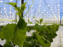 Во Владимирской области знают, как зимой вырастить овощи без единого химиката